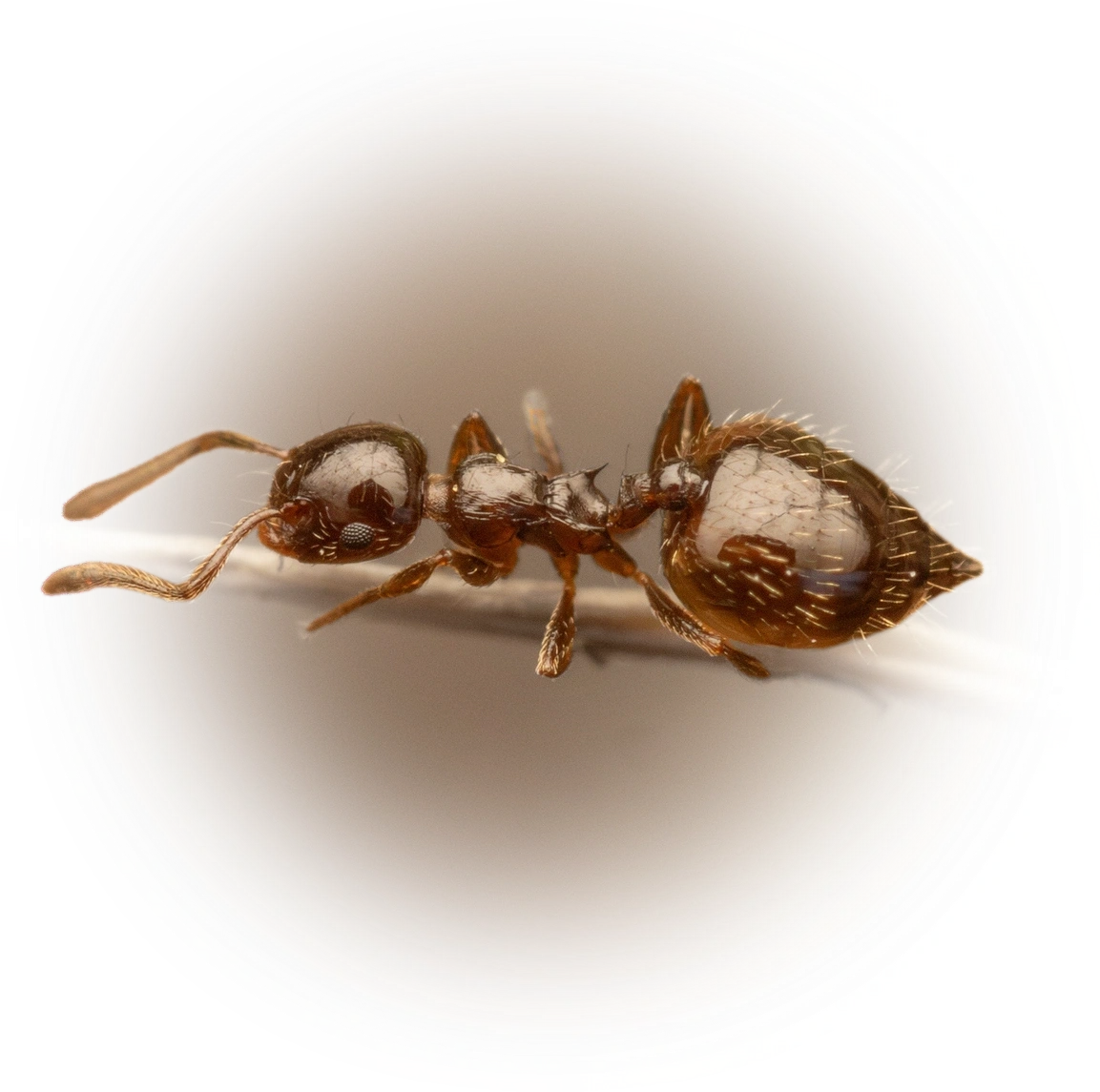 Crematogaster sordidula