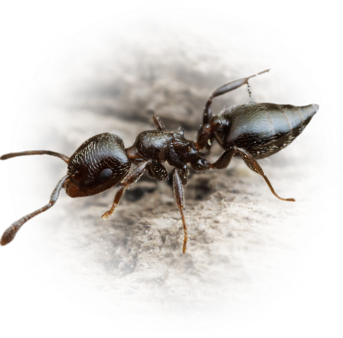 Scientific illustration of Crematogaster torosa ant - showing key identification features including head, thorax, and gaster.