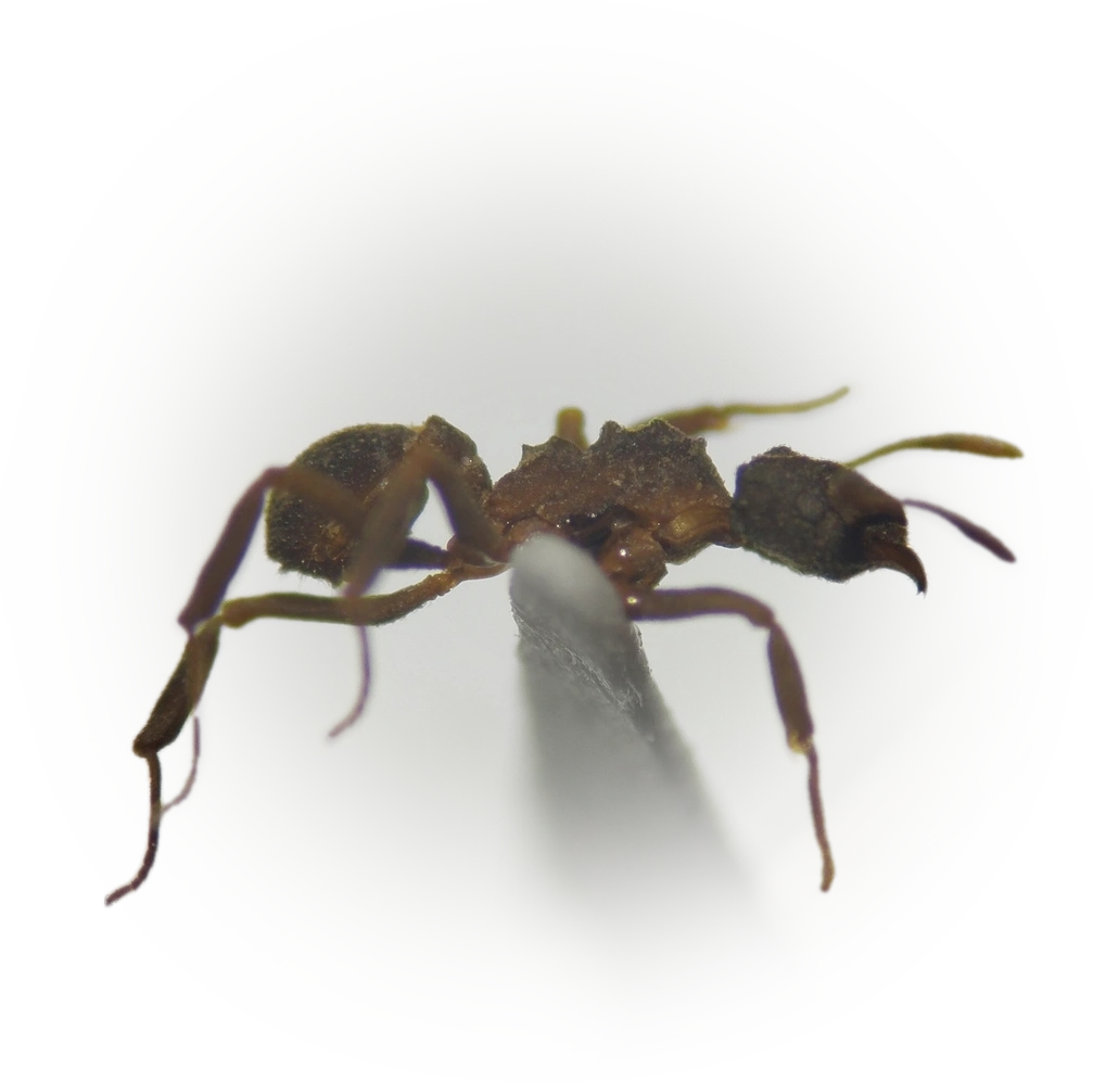 Cyphomyrmex dixus