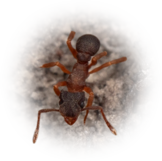 Cyphomyrmex minutus