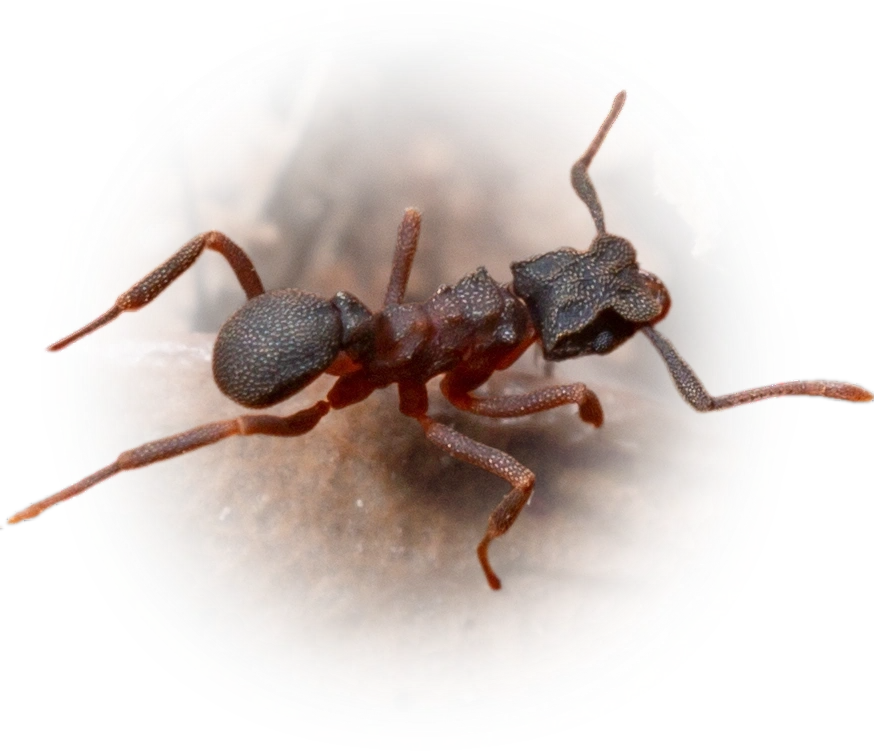 Cyphomyrmex rimosus