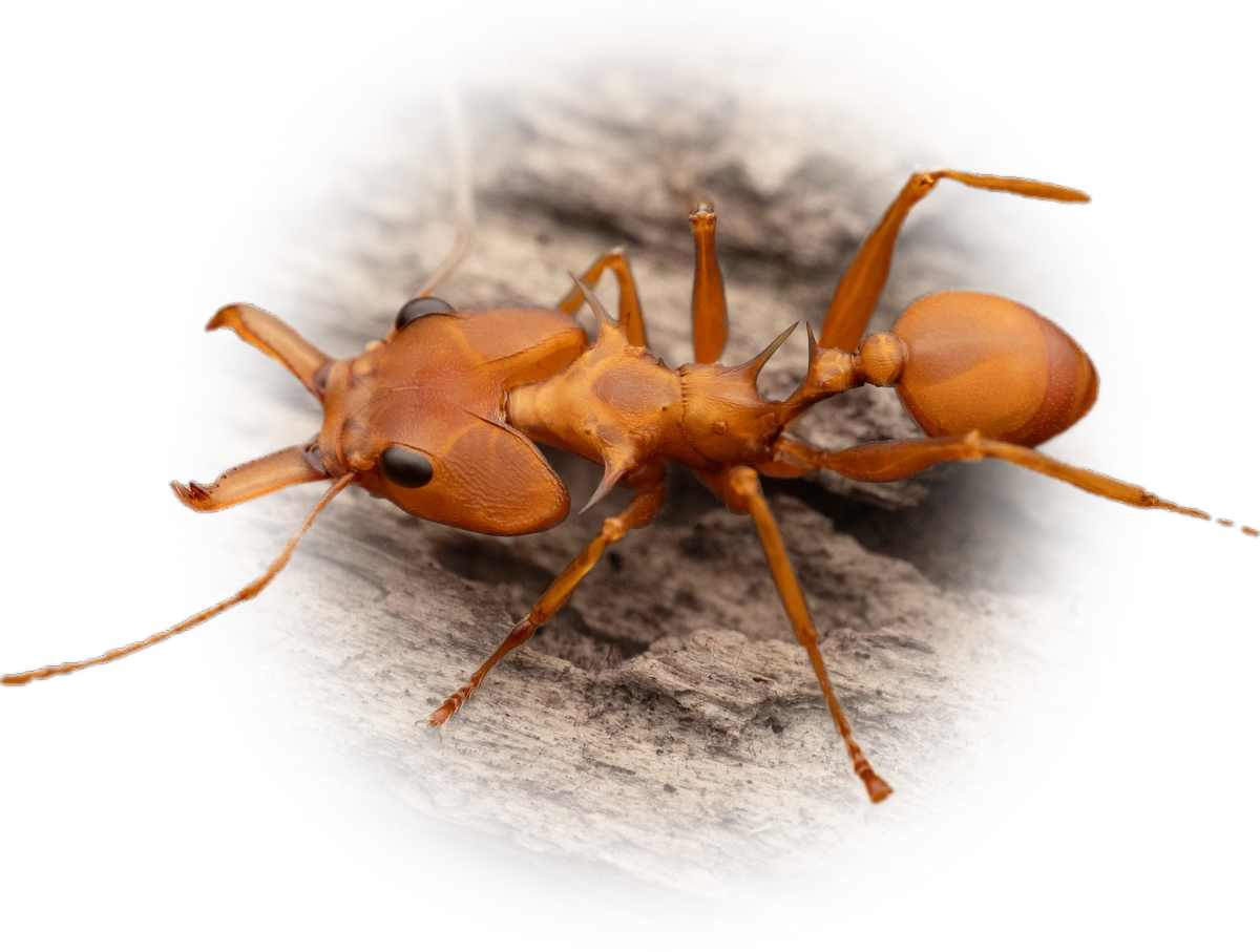 Scientific illustration of Daceton armigerum ant - showing key identification features including head, thorax, and gaster.