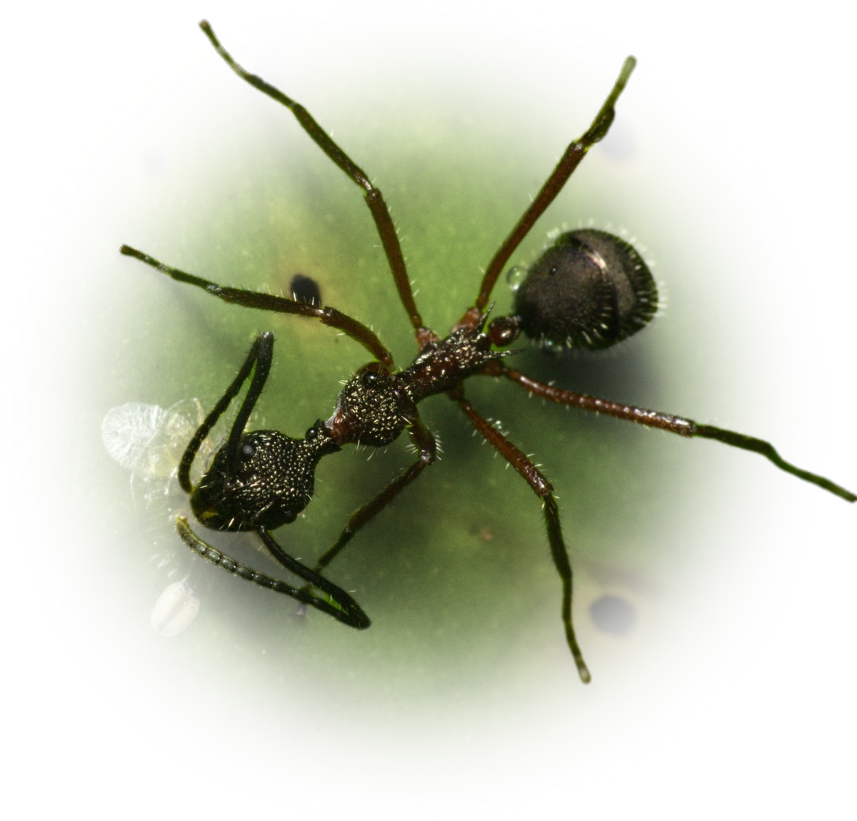 Dolichoderus attelaboides