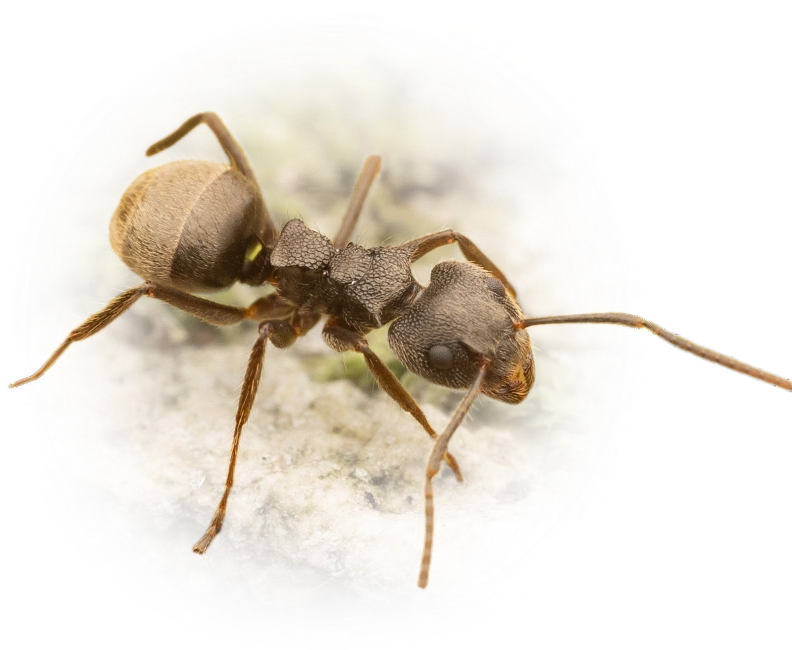 Dolichoderus bispinosus