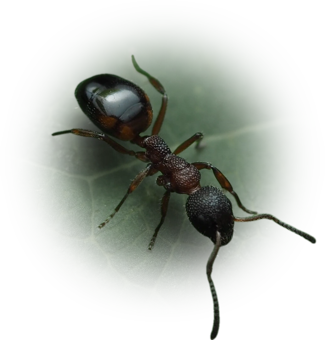 Dolichoderus plagiatus