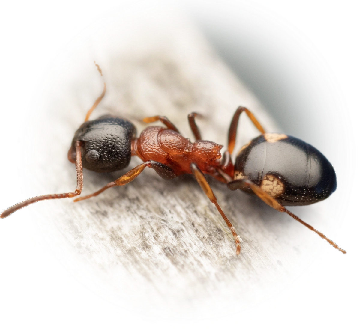 Dolichoderus quadripunctatus