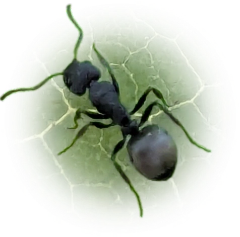 Scientific illustration of Dolichoderus scrobiculatus ant - showing key identification features including head, thorax, and gaster.