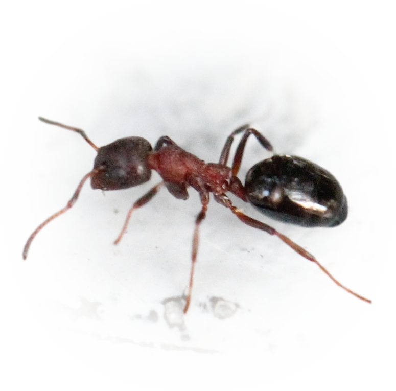 Scientific illustration of Dolichoderus sibiricus ant - showing key identification features including head, thorax, and gaster.