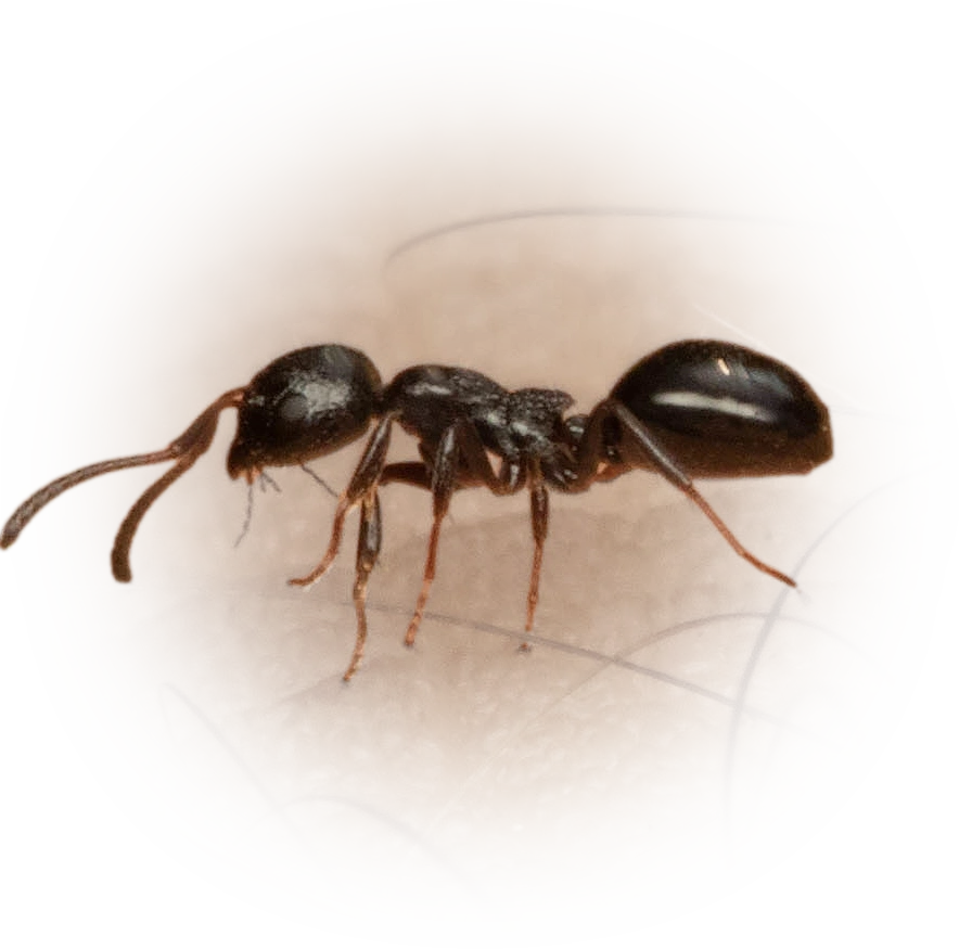 Scientific illustration of Dolichoderus taschenbergi ant - showing key identification features including head, thorax, and gaster.