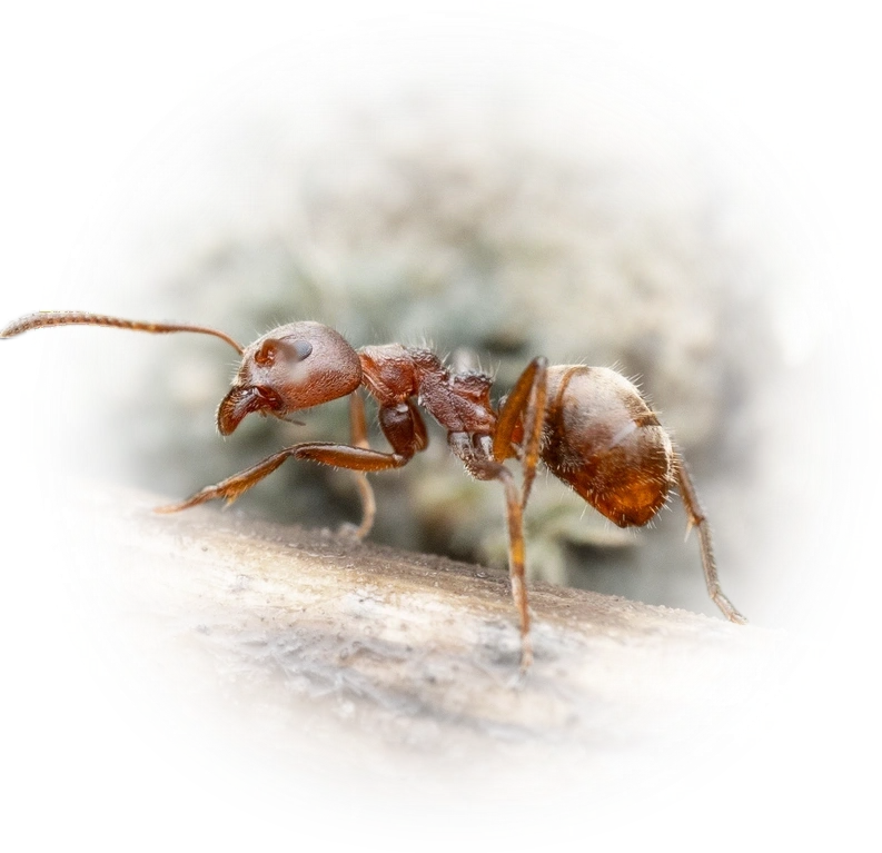 Dolichoderus thoracicus