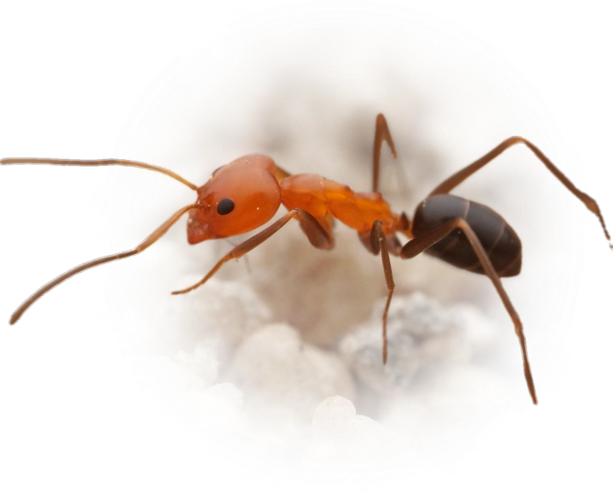 Scientific illustration of Dorymyrmex bicolor ant - showing key identification features including head, thorax, and gaster.