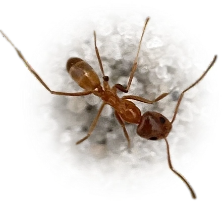Dorymyrmex bureni