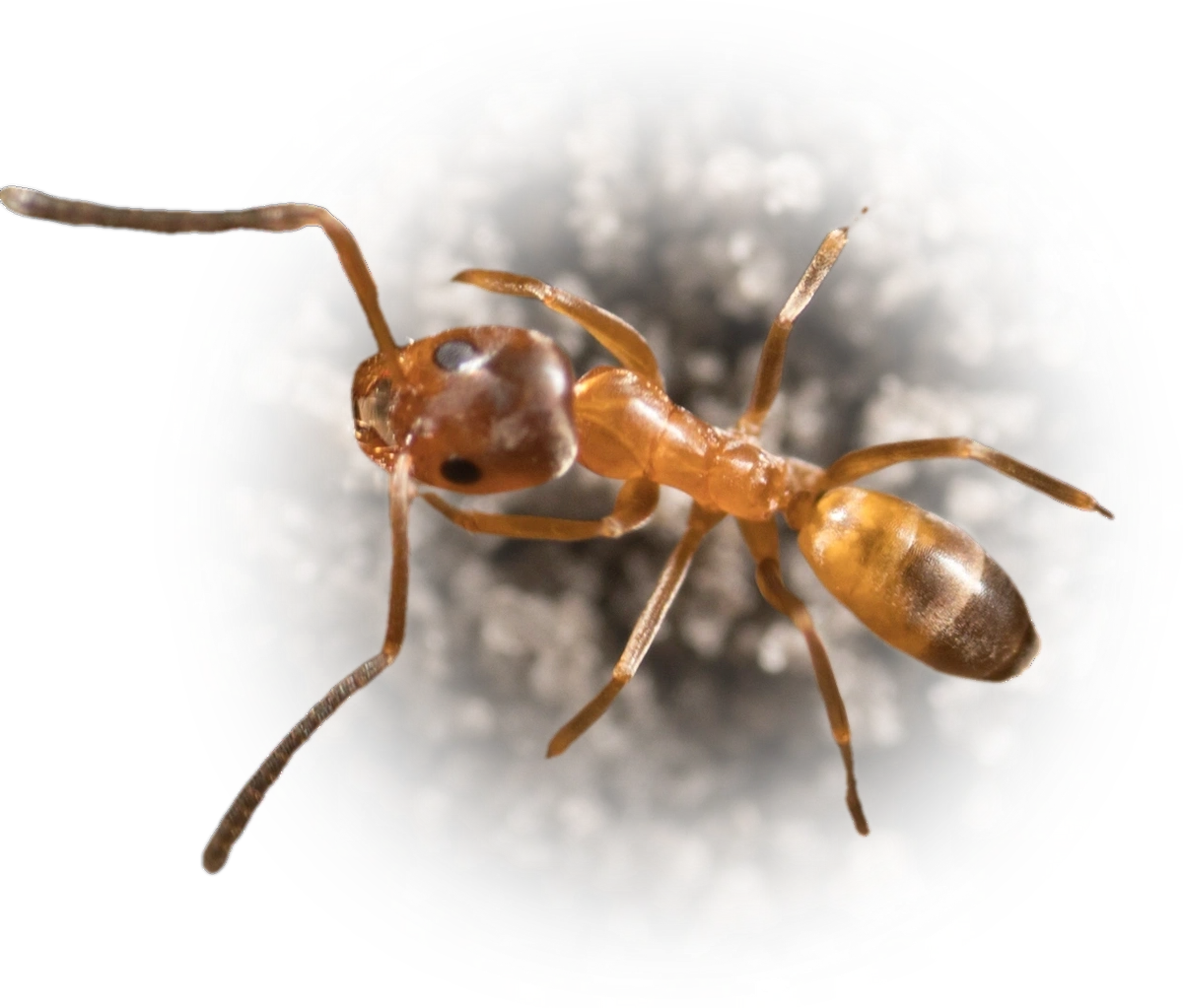Dorymyrmex flavus