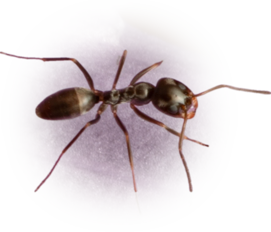 Dorymyrmex insanus