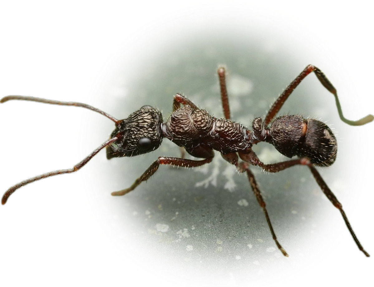 Scientific illustration of Ectatomma ruidum ant - showing key identification features including head, thorax, and gaster.