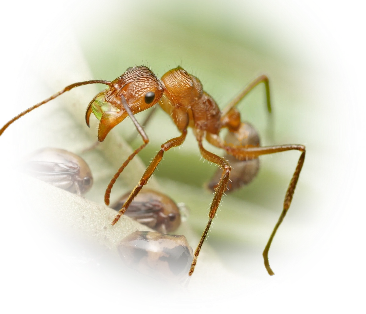 Ectatomma tuberculatum