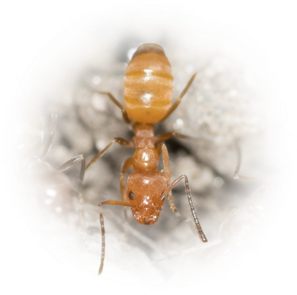 Scientific illustration of Forelius pruinosus ant - showing key identification features including head, thorax, and gaster.