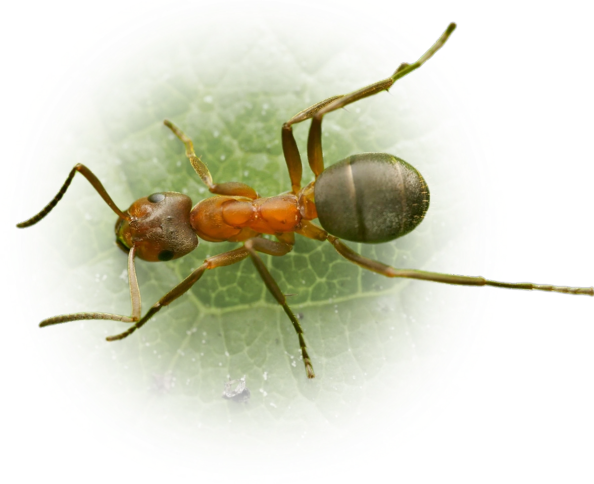 Scientific illustration of Formica exsecta ant - showing key identification features including head, thorax, and gaster.