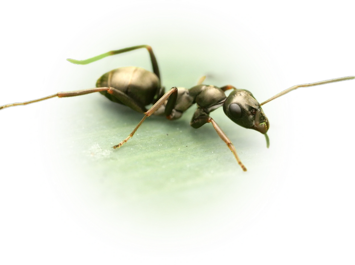 Scientific illustration of Formica fusca ant - showing key identification features including head, thorax, and gaster.