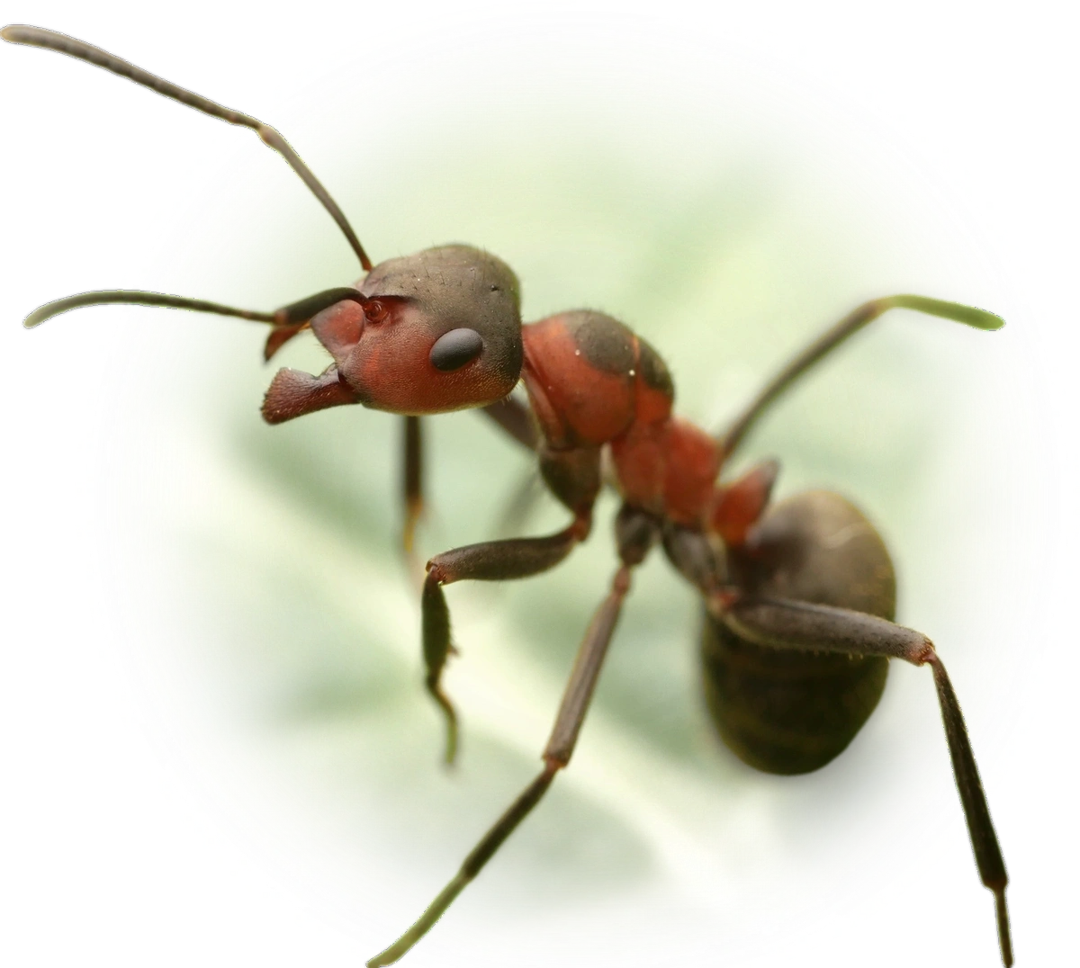 Scientific illustration of Formica pratensis ant - showing key identification features including head, thorax, and gaster.