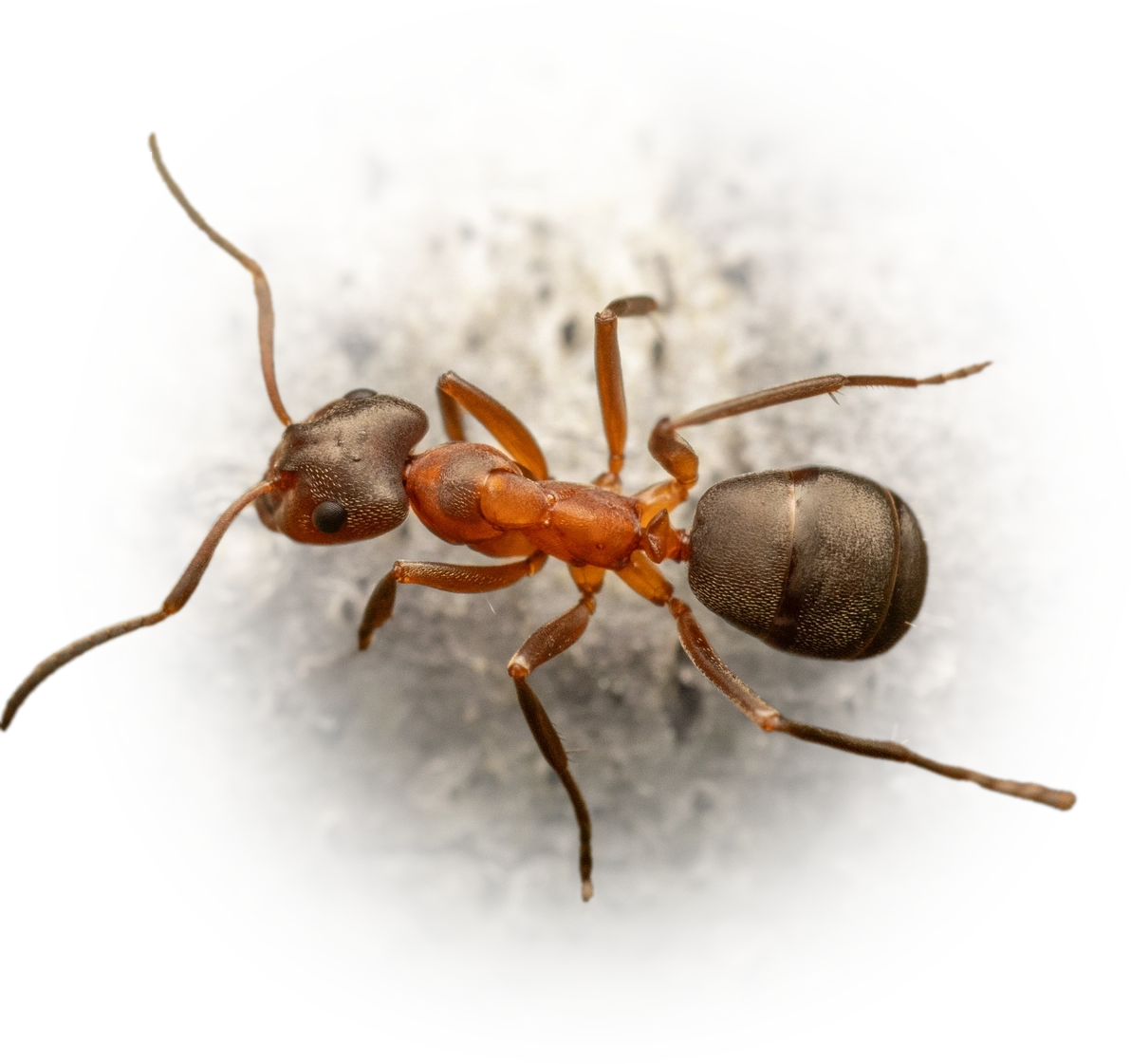 Scientific illustration of Formica pressilabris ant - showing key identification features including head, thorax, and gaster.