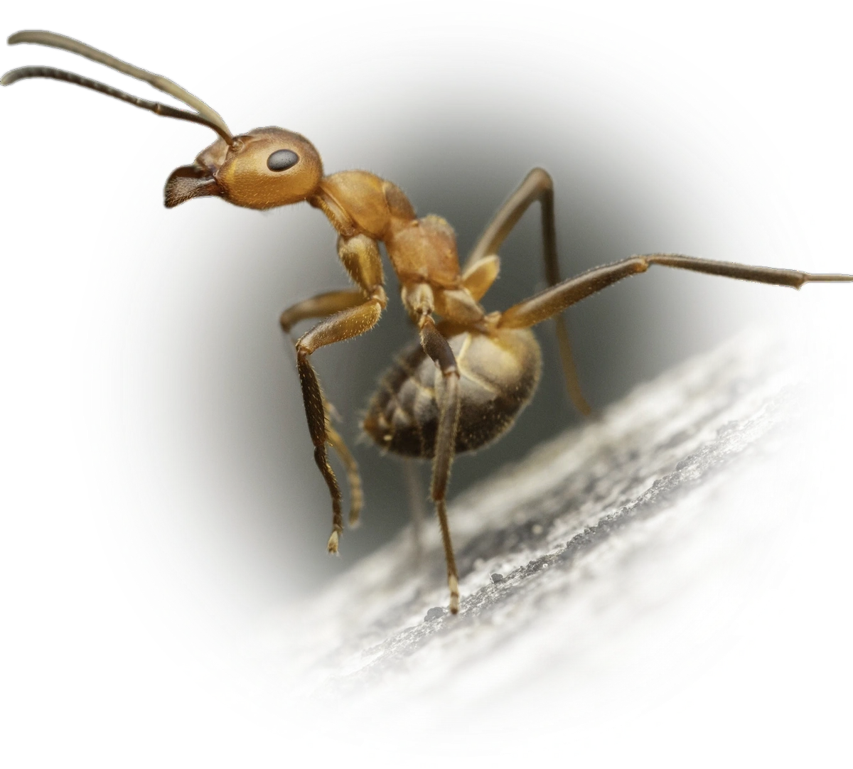 Scientific illustration of Formica truncorum ant - showing key identification features including head, thorax, and gaster.