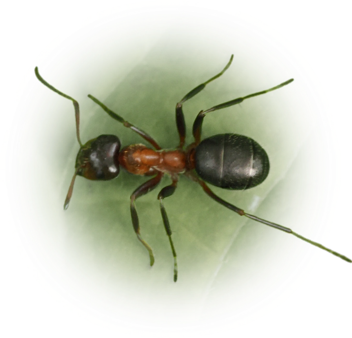 Scientific illustration of Formica ulkei ant - showing key identification features including head, thorax, and gaster.