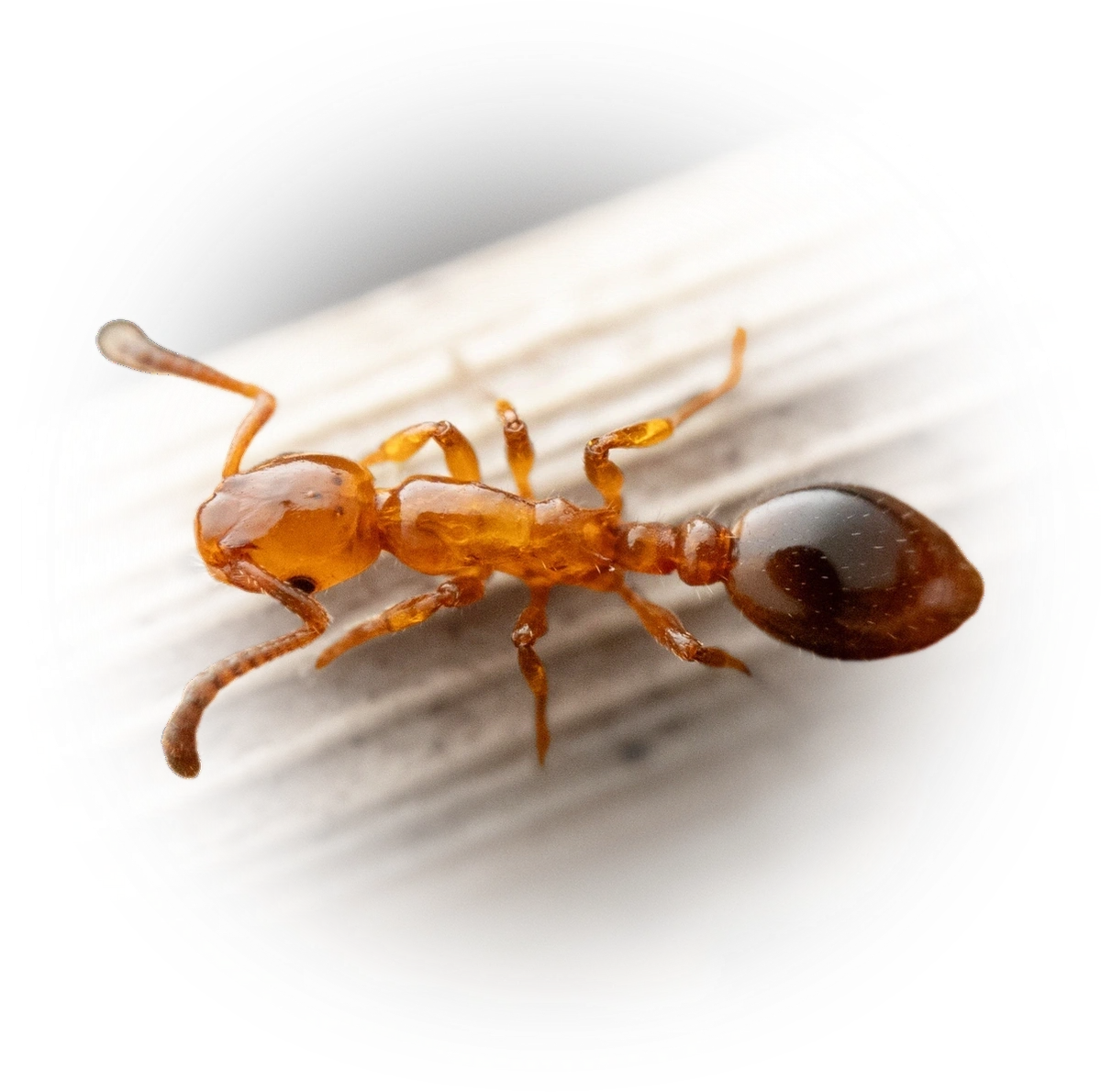 Scientific illustration of Formicoxenus nitidulus ant - showing key identification features including head, thorax, and gaster.