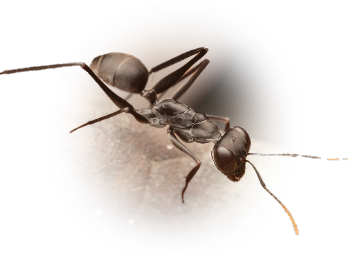 Scientific illustration of Gigantiops destructor ant - showing key identification features including head, thorax, and gaster.