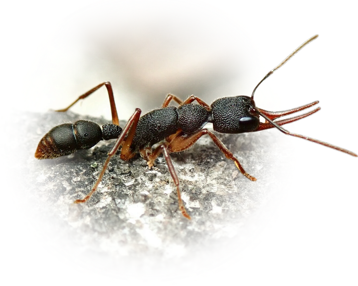 Harpegnathos venator