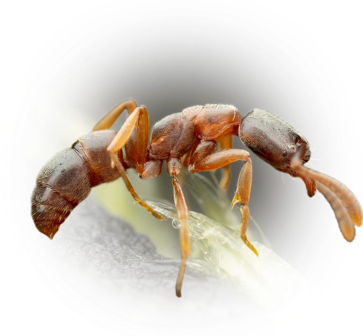 Scientific illustration of Hypoponera eduardi ant - showing key identification features including head, thorax, and gaster.