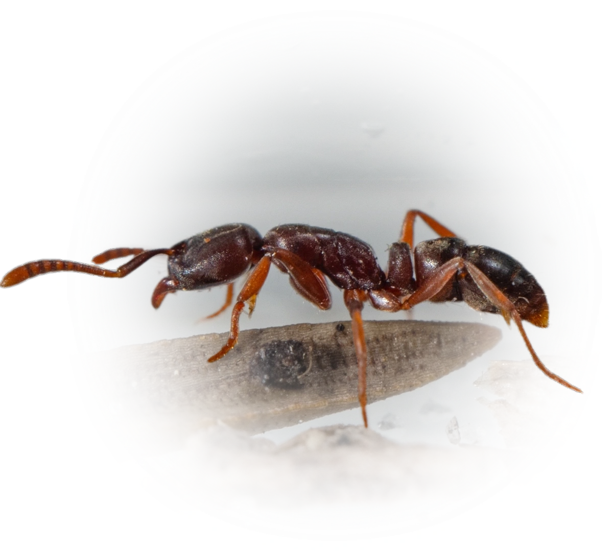 Hypoponera opaciceps