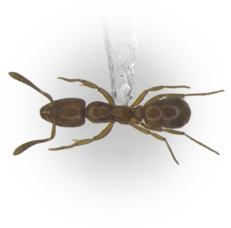 Hypoponera punctatissima