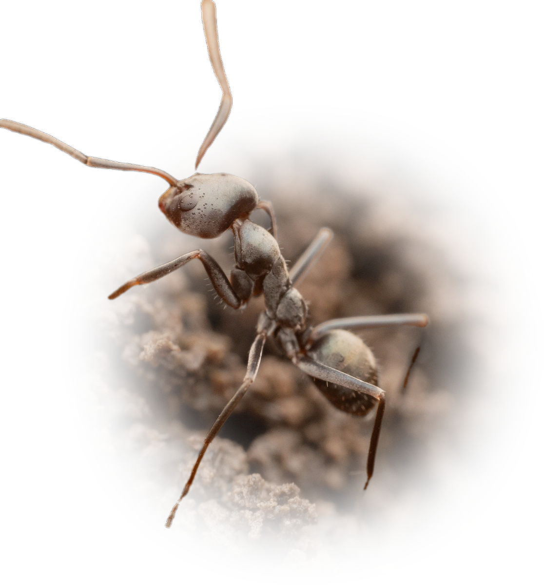 Scientific illustration of Iridomyrmex anceps ant - showing key identification features including head, thorax, and gaster.