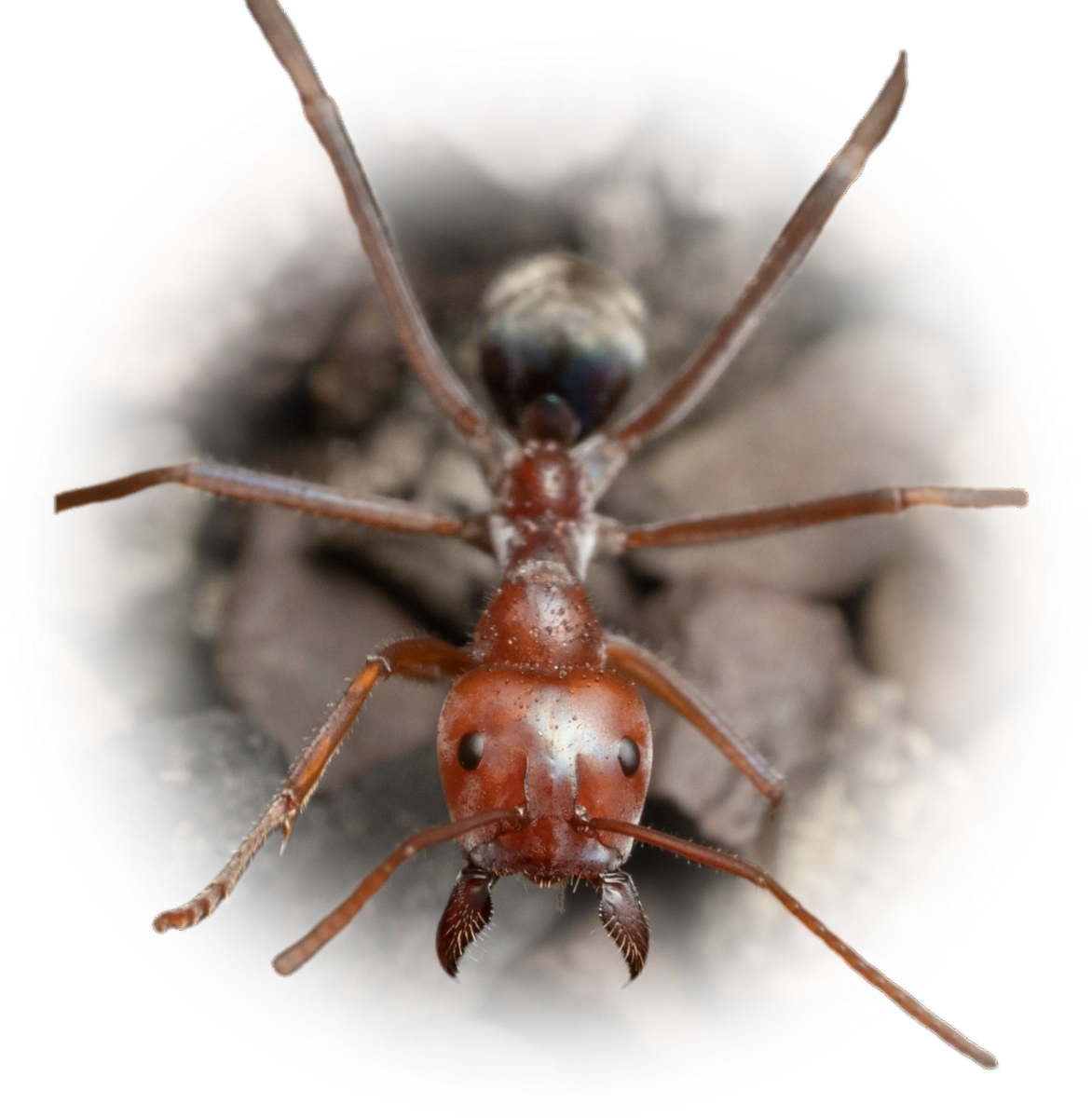 Iridomyrmex purpureus