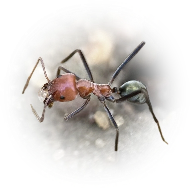 Iridomyrmex sanguineus