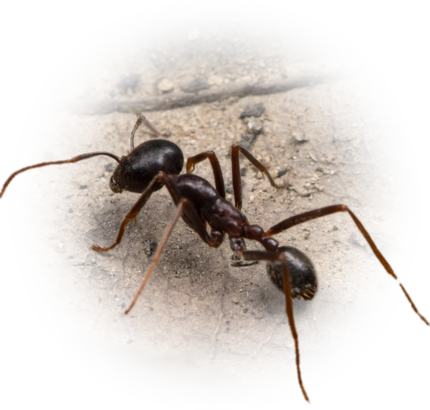 Scientific illustration of Labidus praedator ant - showing key identification features including head, thorax, and gaster.