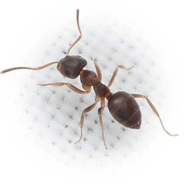 Scientific illustration of Lasius americanus ant - showing key identification features including head, thorax, and gaster.