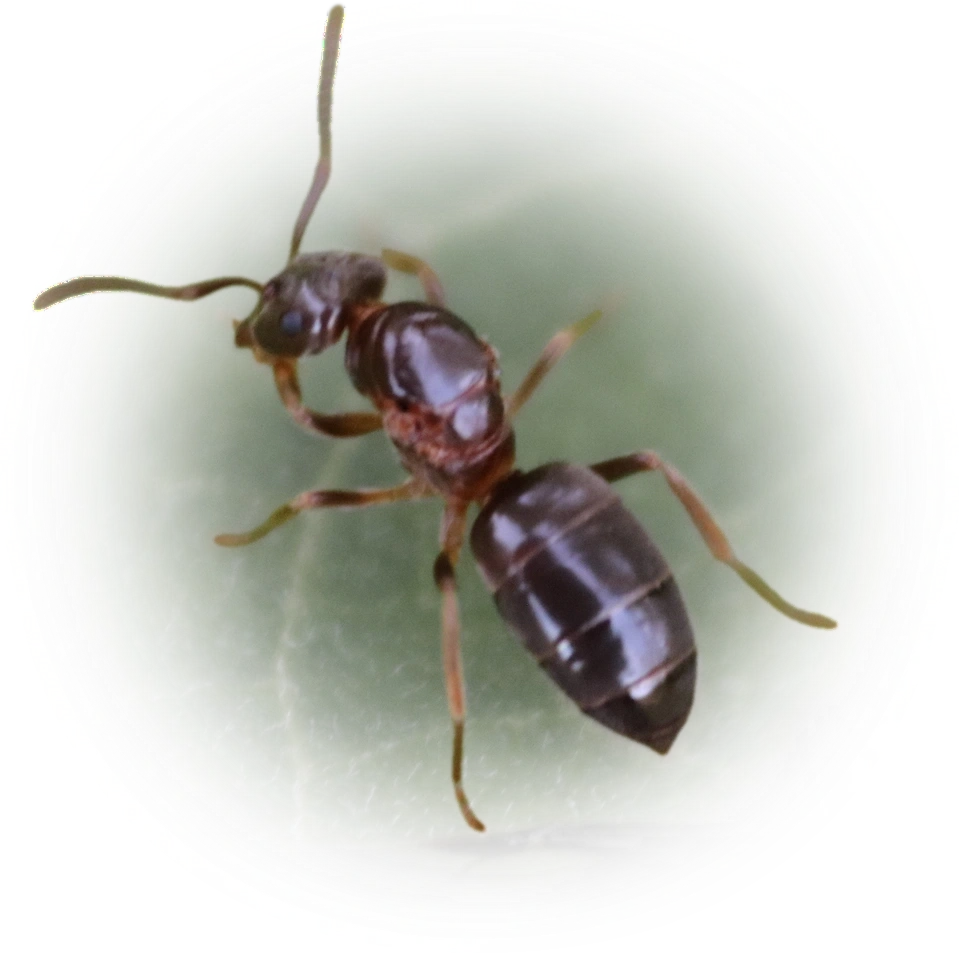 Scientific illustration of Lasius aphidicola ant - showing key identification features including head, thorax, and gaster.