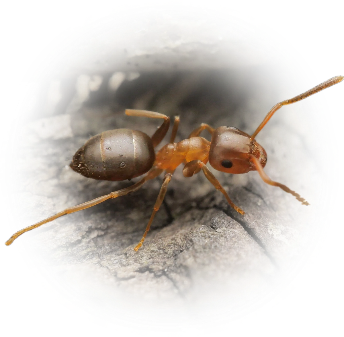 Lasius brunneus