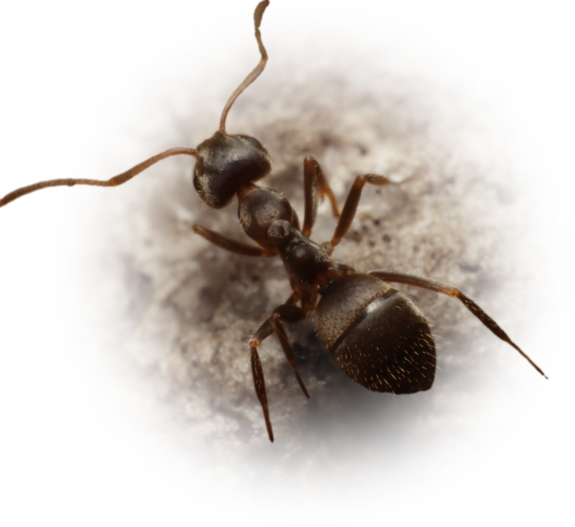Lasius cinereus