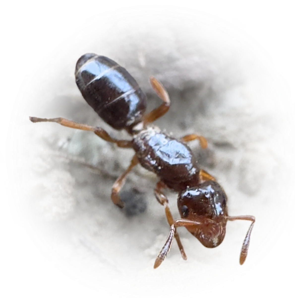 Lasius claviger