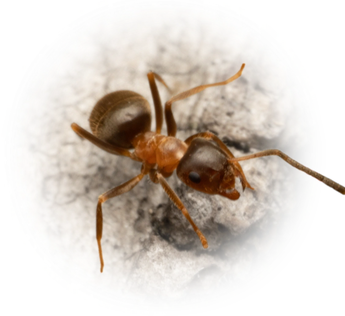 Lasius emarginatus