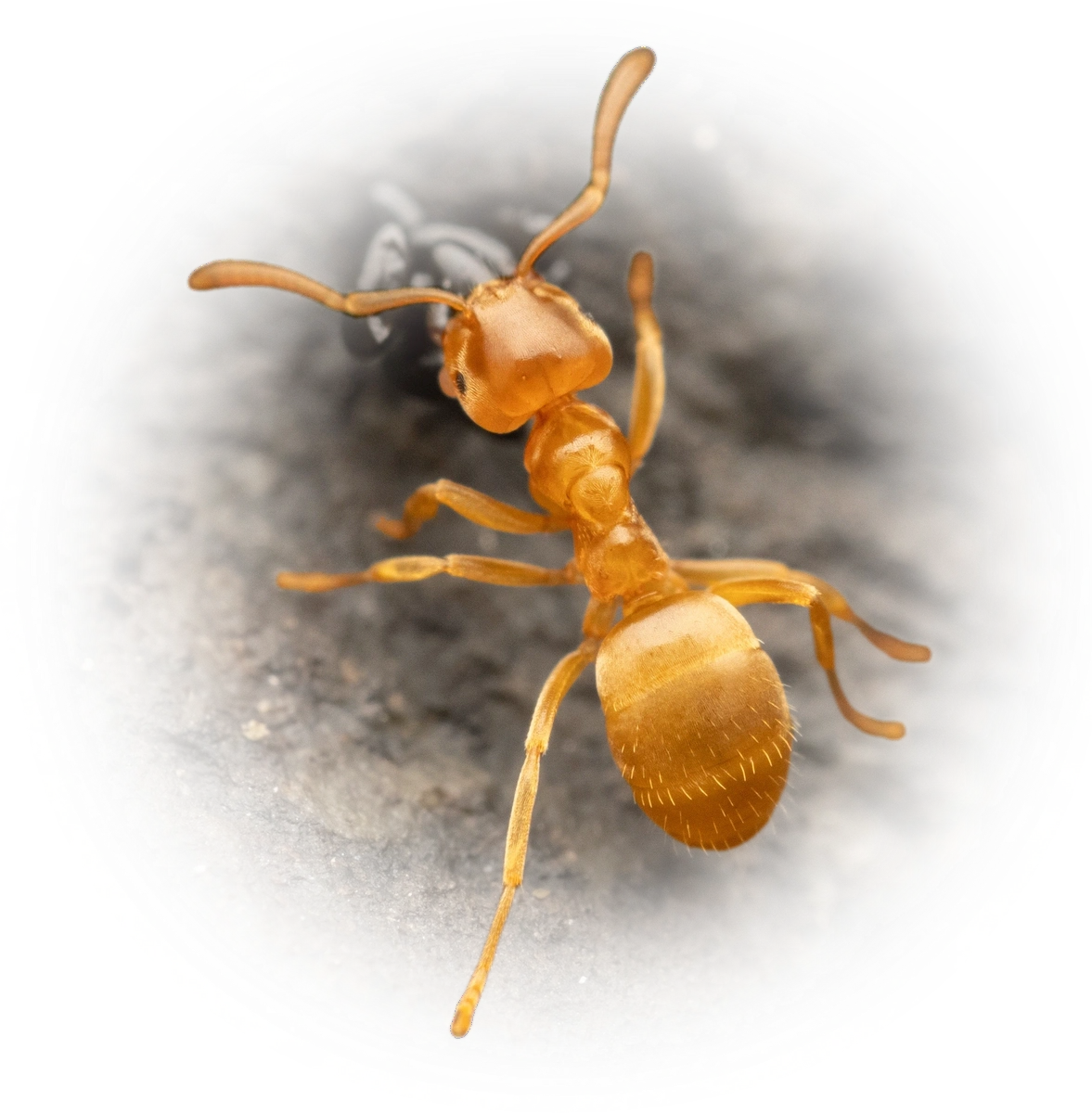 Lasius flavus