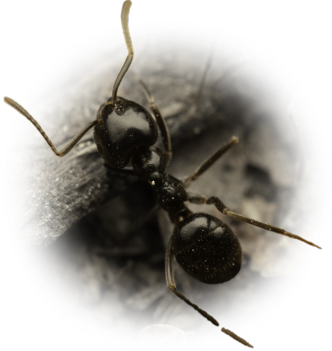 Scientific illustration of Lasius fuliginosus ant - showing key identification features including head, thorax, and gaster.