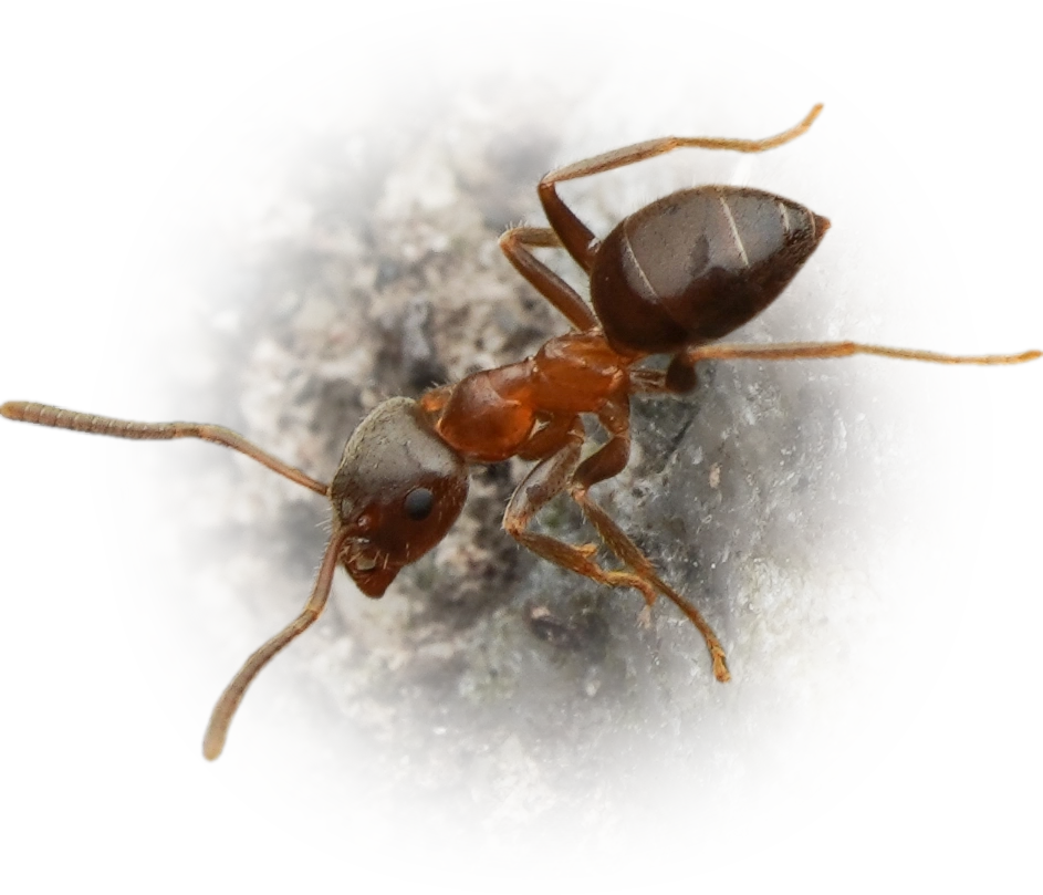 Lasius hayashi