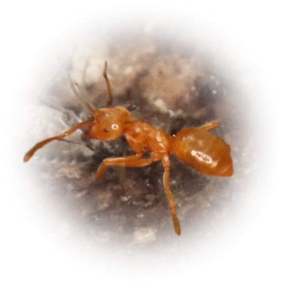 Lasius meridionalis