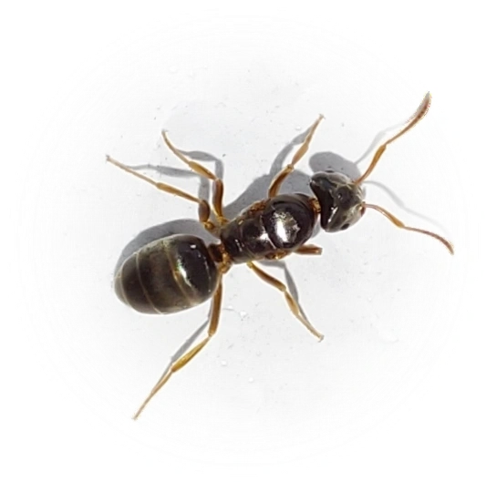 Lasius mixtus
