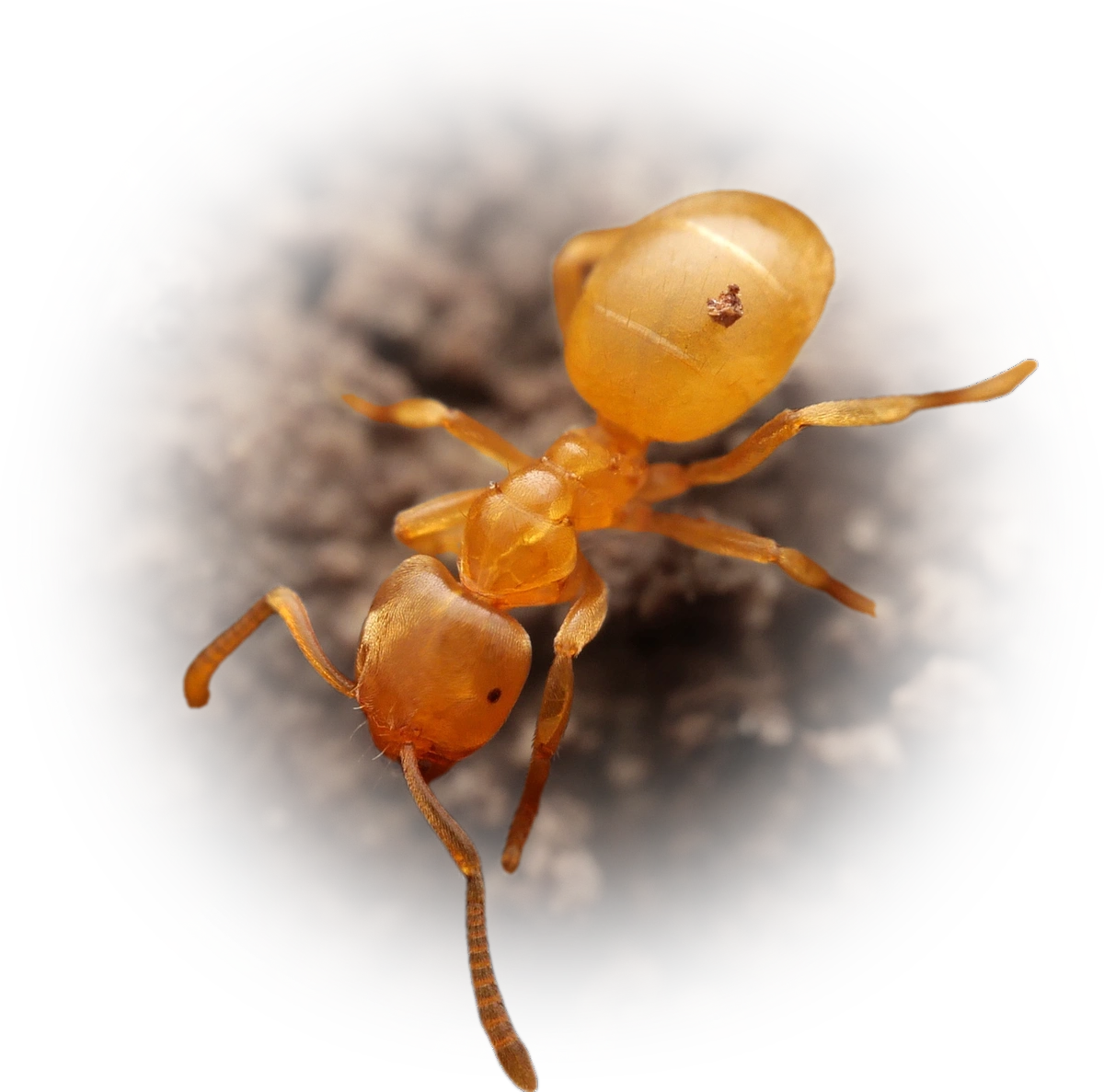 Lasius myops