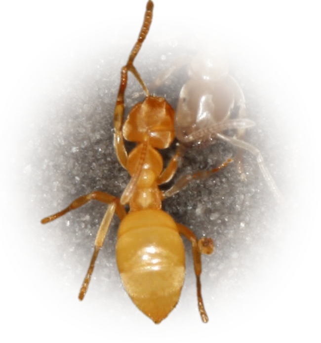 Scientific illustration of Lasius nearcticus ant - showing key identification features including head, thorax, and gaster.